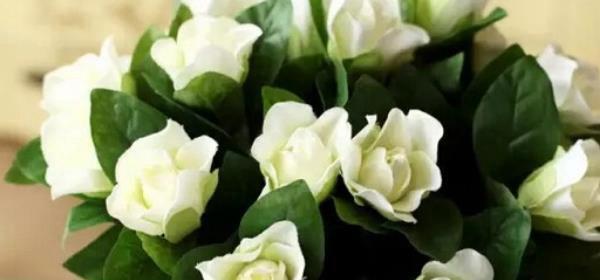 栀子花的花语是什么？栀子花象征着什么含义？