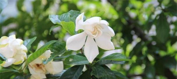 栀子花的花语是什么？栀子花象征着什么含义？