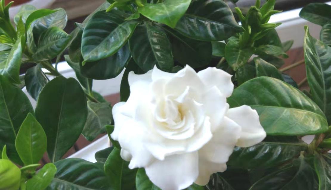 栀子花开寓意着什么？如何理解栀子花的象征意义？
