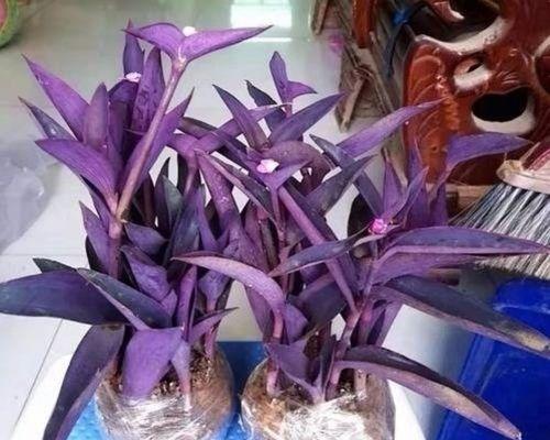 吊竹梅有毒吗？室内养殖需要注意什么？