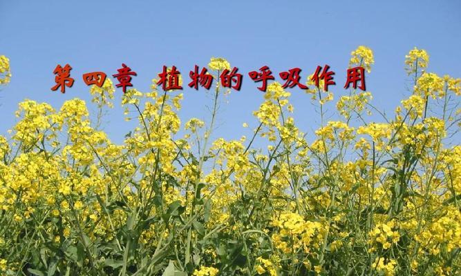 植物的呼吸作用有什么意义？为何对生态平衡至关重要？