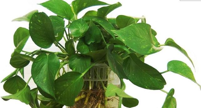 植物呼吸作用的意义是什么？为何对生态系统至关重要？