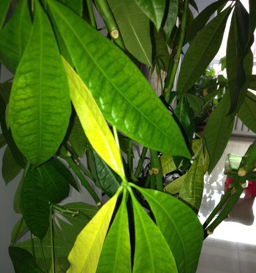 掉黄叶子的树有哪些？如何正确处理和预防？