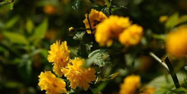 重瓣棣棠花花语有哪些含义？