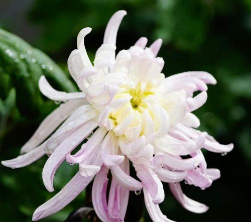 蝶恋花花语是什么意思？它代表了哪些意义？