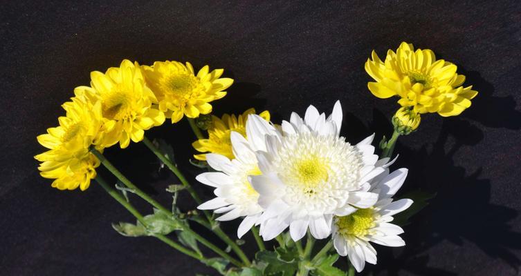 皱菊花代表什么含义？皱菊花的象征意义是什么？