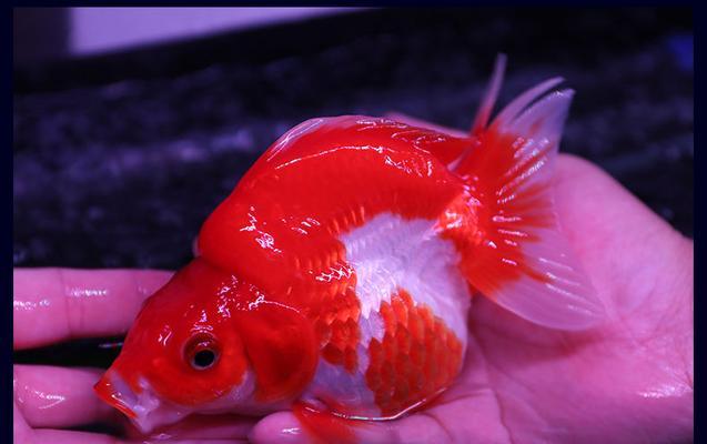 蝶尾和兰寿哪个更易饲养？养鱼新手应该选择哪个品种？