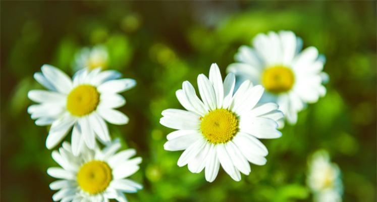 皱菊花代表什么含义？皱菊花的寓意有哪些？