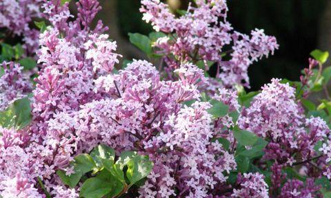 丁香的花语是什么？丁香花代表了哪些含义？