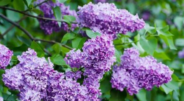 丁香的花语是什么？丁香花代表了哪些含义？