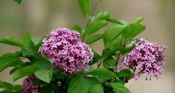 丁香的花语是什么？丁香花代表了哪些含义？