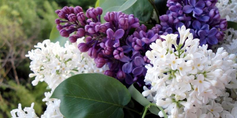 丁香花春天会开花吗？如何正确养护以确保花期？