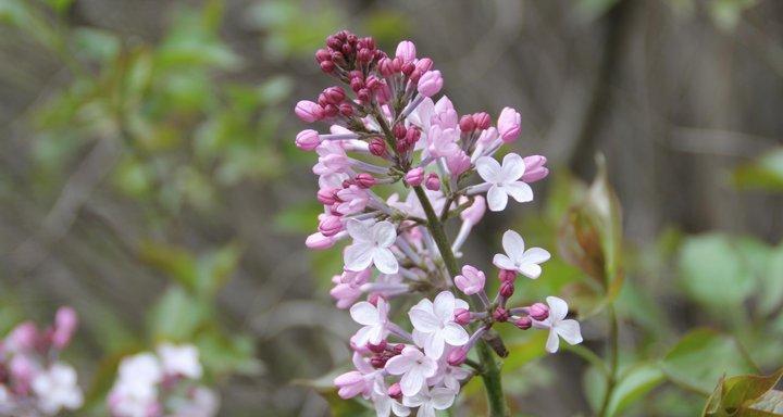 丁香花春天会开花吗？如何正确养护以确保花期？