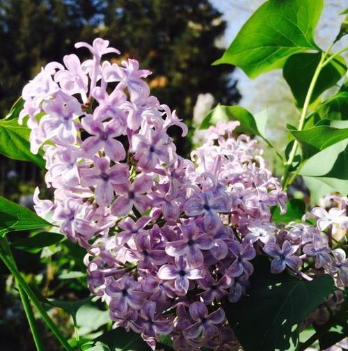 丁香花象征意义是什么？丁香花代表的含义有哪些？