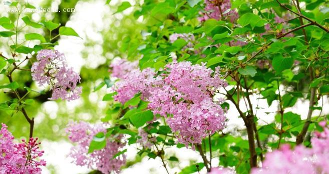 丁香花象征意义是什么？丁香花代表的含义有哪些？