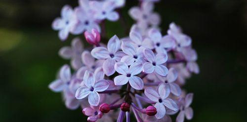 丁香花象征意义是什么？丁香花代表的含义有哪些？