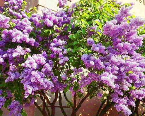 丁香花养殖方法是什么？养殖过程中应注意哪些问题？