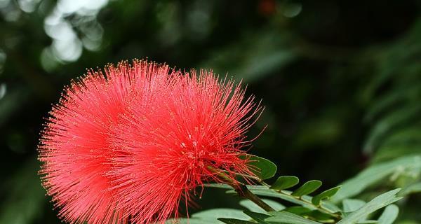 朱樱花代表什么？朱樱花的花语有哪些含义？