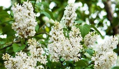 丁香花养殖方法是什么？养殖过程中应注意哪些问题？