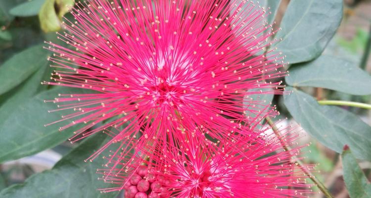 朱樱花代表什么？朱樱花的花语有哪些含义？