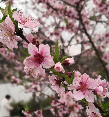 竹夹桃花的花语是什么？了解其独特含义和象征意义