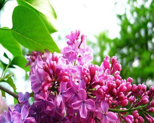 丁香花好养吗？养殖方法和养护要点是什么？