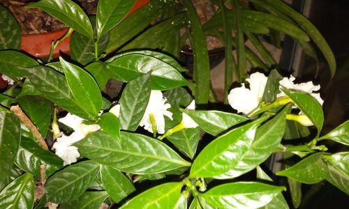 丁香花和狗牙花是同一种花吗？它们的区别是什么？