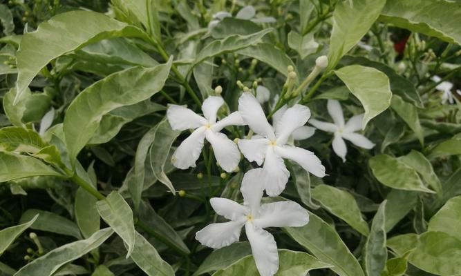 丁香花和狗牙花是同一种花吗？它们的区别是什么？