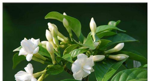 丁香花和狗牙花是同一种花吗？它们的区别是什么？