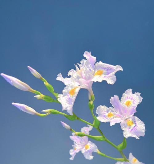 竹子的寓意和花语是什么？如何在家居装饰中运用？