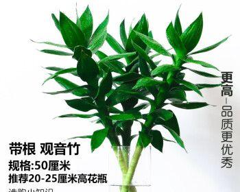 竹子的寓意是什么意思？如何理解竹子在中国文化中的象征意义？