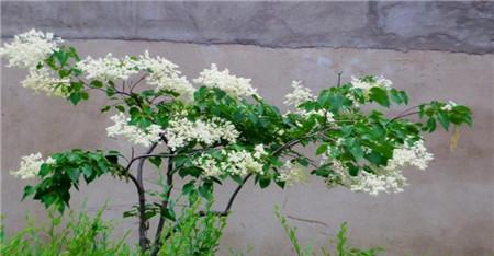 丁香花可以盆栽吗？盆栽丁香花的养护技巧是什么？