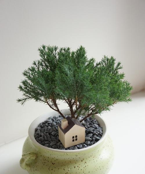 丁香花可以盆栽吗？盆栽丁香花的养护技巧是什么？