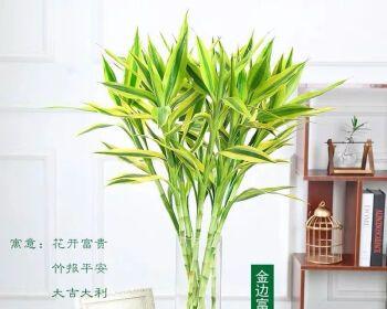 竹子象征着什么意义？竹子的寓意和文化价值是什么？