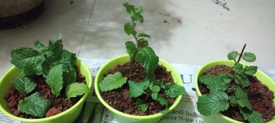 丁香花扦插繁殖的方法是什么？成功率高吗？