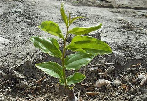 丁香花扦插繁殖的方法是什么？成功率高吗？