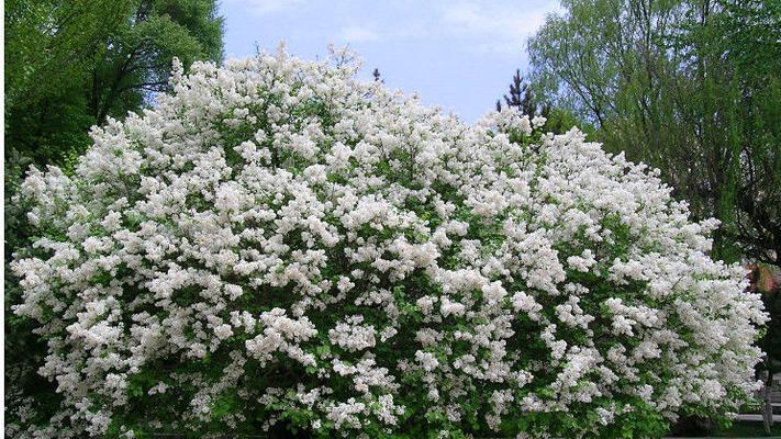 丁香花耐寒最低温度是多少？冬季适应温度有何要求？