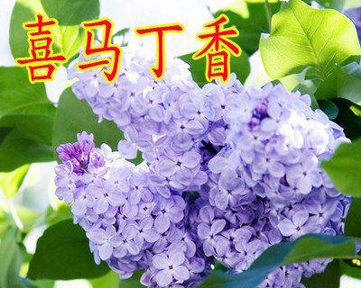 丁香花耐寒最低温度是多少？冬季适应温度有何要求？
