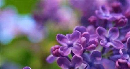 紫丁香的花语是什么？了解紫丁香的象征意义和用途？