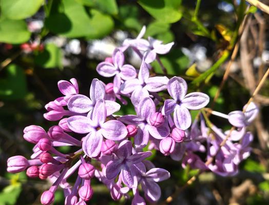 丁香花通常在哪个季节开花？春夏季节开花有什么特点？