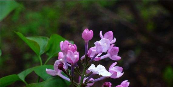 紫丁香象征着什么？紫丁香的花语有哪些含义？
