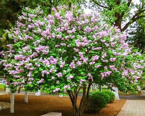 丁香花是哪个国家的国花？它象征着什么含义？