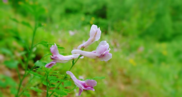 紫堇的花语是什么？紫堇的传说有哪些？
