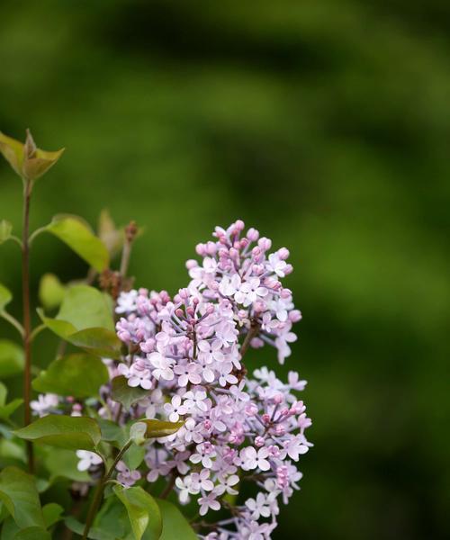 丁香花是树还是花？如何区分丁香的种类和特性？