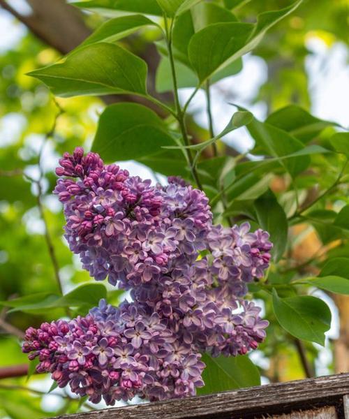 丁香花四季都能开花吗？如何管理才能实现四季开花？