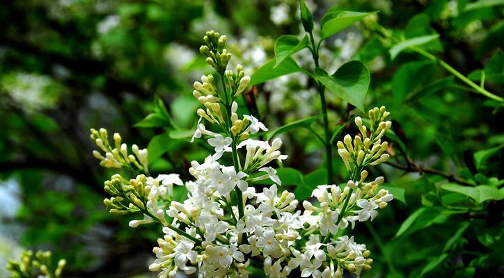 丁香花四季都能开花吗？如何管理才能实现四季开花？
