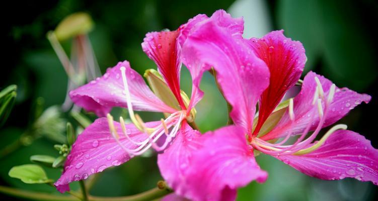 紫荆花代表什么？紫荆花的花语有哪些含义？
