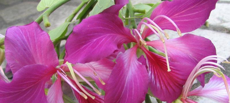 紫荆花代表什么？紫荆花的花语有哪些含义？