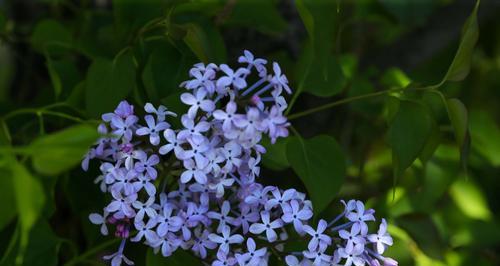 丁香花一年开几次花？如何确保花开不断？