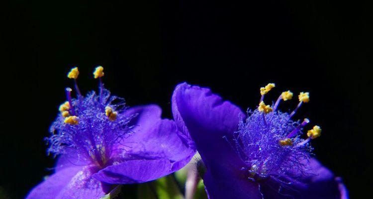 紫露草的花语是什么？如何用紫露草表达爱意？